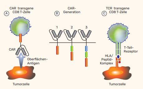  Erkennung von Tumorzellen durch T-Zellen mit Hilfe des T-Zell-Rezeptors (TCR) oder eines chimären Antigen-Rezeptors (CAR)